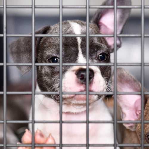 A gray-and-white Boston Terrier puppy peers through metal cage bars alongside other small puppies in what appears to be a shelter or kennel.