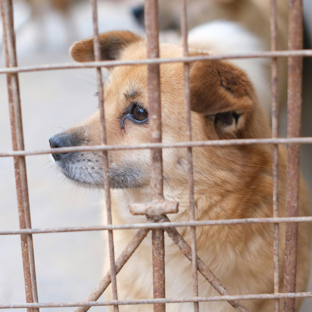 Tell Lawmakers To End Cruelty In Pennsylvania’s Puppy Mills