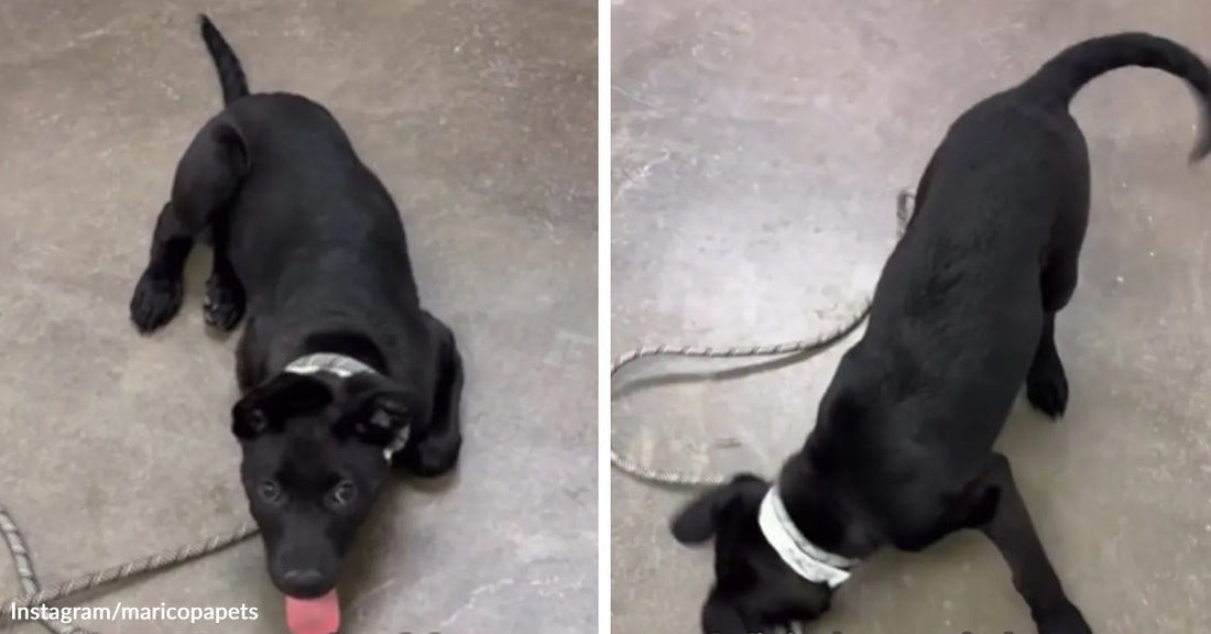 Black puppy crouches low on a concrete floor with its tongue out in one frame and lowers its head while wagging in the next.