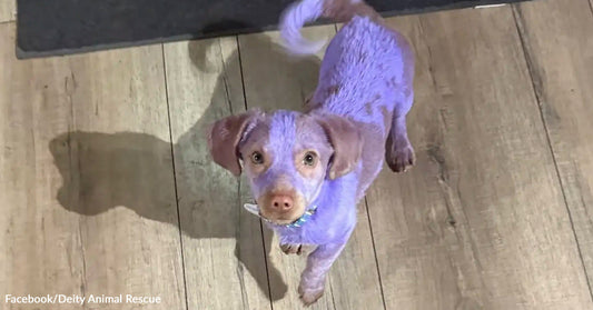 A small dog with purple-dyed fur stands on a wooden floor, looking up toward the camera.
