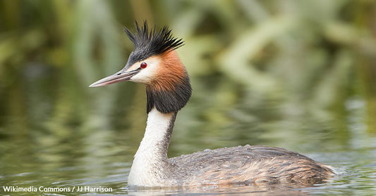 John Oliver's Campaign Catapults Pūteketeke to Victory in New Zealand's Bird of the Century Contest