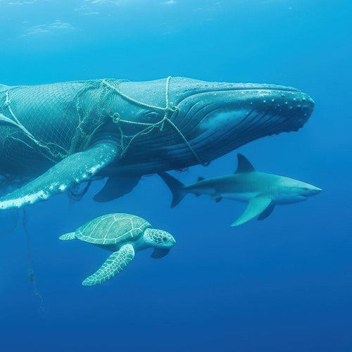 Tell Queensland To Stop Letting Shark Nets Are Kill Whales