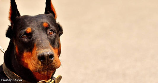 Older Dog Ends Up in Shelter After Owner Dies, Finds Family That Helps with Her Mobility Issues