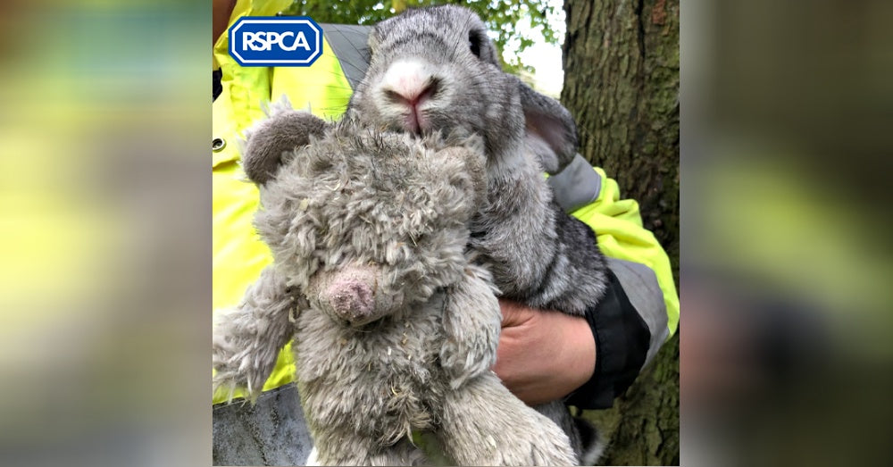 Rabbit Found In A Box On The Side Of The Road Clinging To A Teddy Bear