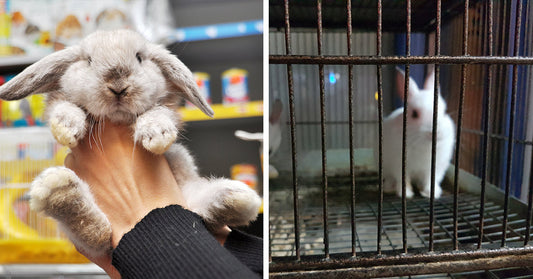 Split-screen image of a gray lop-eared rabbit being held in a pet store beside two white rabbits confined in a metal cage.