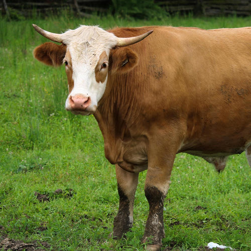 Stop Ractopamine From Hurting Animals And Poisoning Our Food Supply
