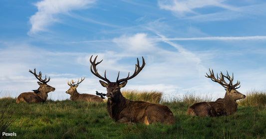 Nature's Witnesses to Nuclear History: These Animals Still Carry Radiation