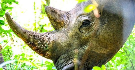 South African Scientists Inject Rhinos with Radioactive Material to Save Them from Poachers