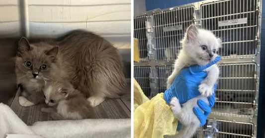 Split image showing a fluffy mother cat with kittens in a kennel beside a gloved hand holding a small white kitten in front of shelter cages.
