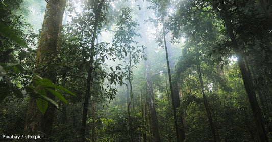 Climate Change May Also Be Impacting Species Below the Canopy in Tropical Forests