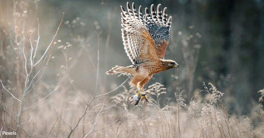 Illegal Shooting Destroys America’s Majestic Birds More Than Electrocution