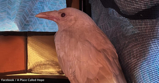 Rare Albino Crow Discovered and Rescued in Connecticut