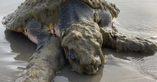 Sea turtle stranded on a beach covered in thick algae or debris, lying near the shoreline.