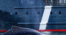 Tell NOAA and the Coast Guard to Warn Every Ship Before It Kills a Right Whale