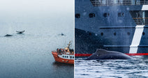 On the left, tourists on an orange boat watch humpback whales breach nearby; on the right, a humpback whale surfaces beside a large dark ship in snowfall.