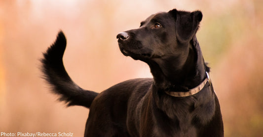 8 Reasons Why You Should Adopt A Black Dog