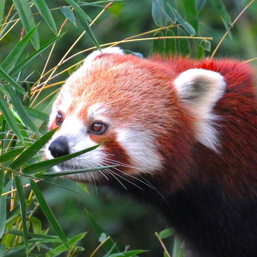 Wild Red Pandas Are Not Props for Tourists