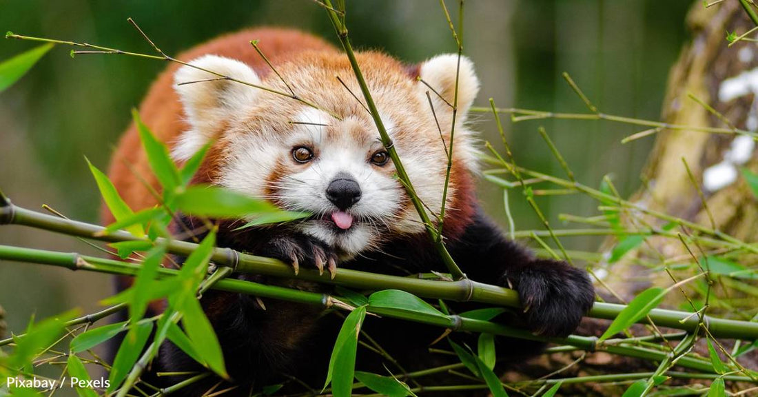 You've Helped Provide Shelter and Food for Endangered Red Pandas