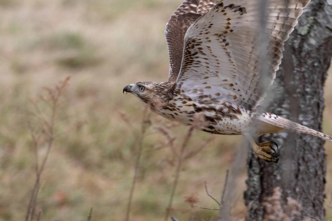 Hawk Banded in Pennsylvania in 2004 Found in Nova Scotia