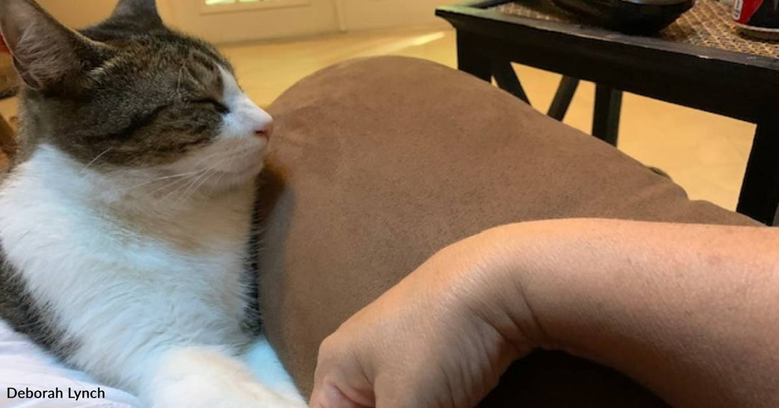 Cat That Went Missing Over the Summer Finds His Way Home for the Holidays