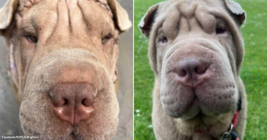 On the left, a wrinkled Shar-Pei dog with a cone collar faces the camera closely; on the right, a similar Shar-Pei stands outdoors on green grass wearing a colorful harness.