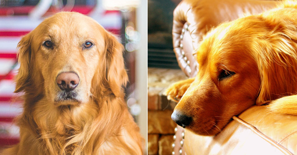 Re-Homing Golden Retrievers: 10 Things You Need To Know