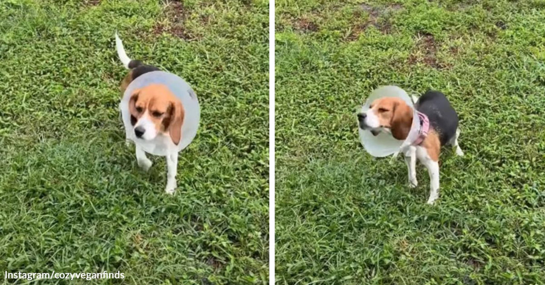 Split image of a beagle wearing a cone standing in grass, then shaking its head while still wearing the cone.