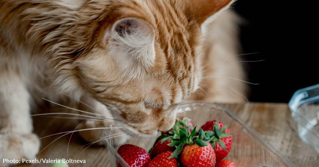 Orange Rescue Cat Loves To Cuddle With Fresh Strawberries