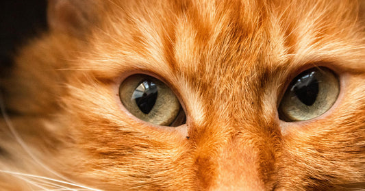 Extreme close-up of an orange cat’s face focusing on its wide pale-green eyes.