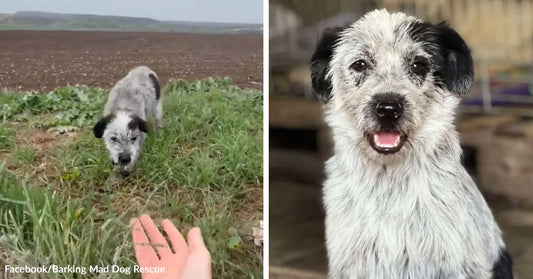 Split image of a scruffy black-and-white dog approaching an outstretched hand in a field and then posing happily indoors after rescue.