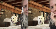 Split image of a large fluffy white dog indoors near a seated woman, looking over a couch in a rustic room with brick walls and exposed beams.