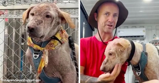 Side-by-side images of a thin, patchy-haired dog in a shelter kennel and later being gently held by a man indoors.
