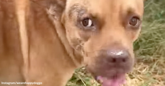 Close-up of a brown rescue dog outdoors with healing skin around one eye and an alert expression.
