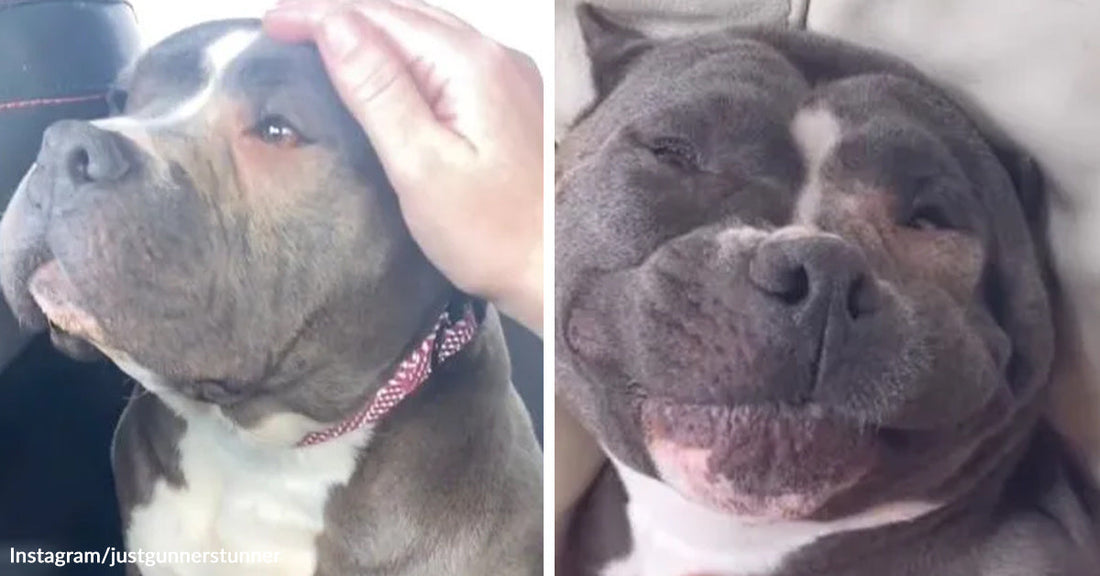 Gray-and-white pit bull being gently petted in a car, beside a close-up of the same dog lying down with a relaxed, smiling expression.