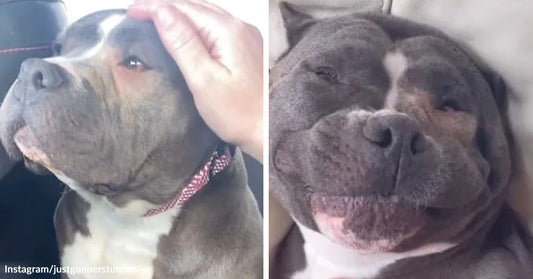 Gray-and-white pit bull being gently petted in a car, beside a close-up of the same dog lying down with a relaxed, smiling expression.