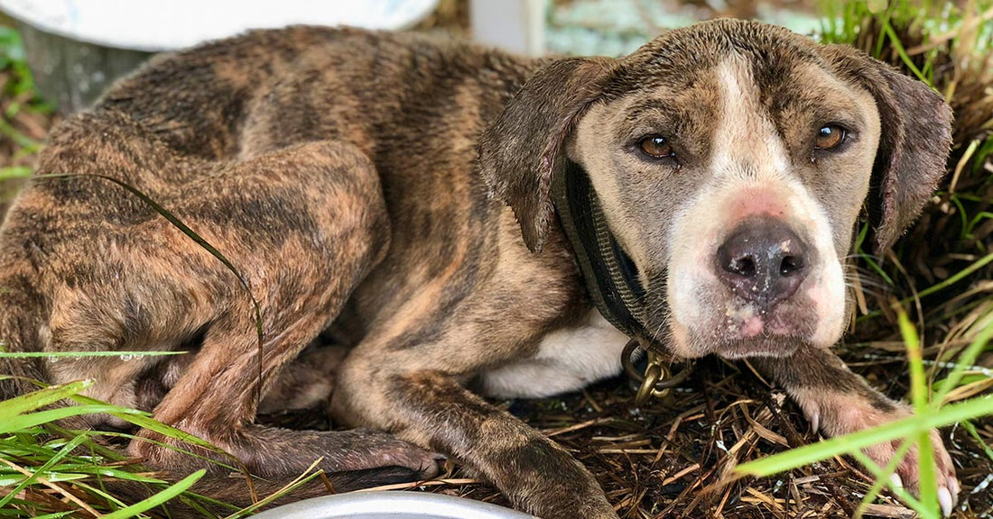 Thin brindle-and-white dog lies curled on mulch and grass, looking toward the camera.