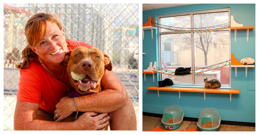 Rescue Rebuild Transforms Shelters Around The Country Improving The Lives Of Animals And People