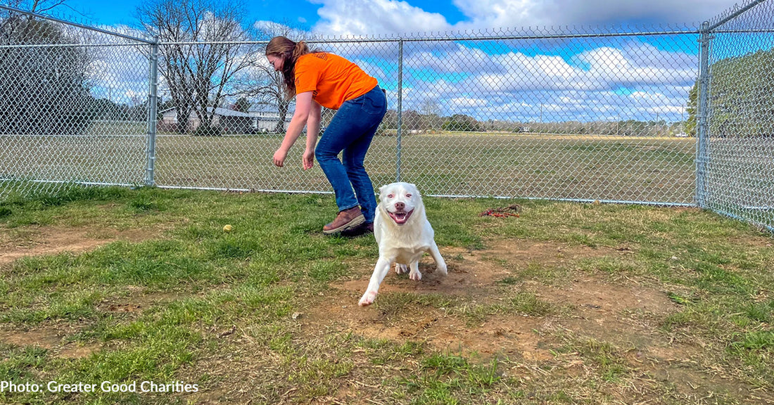 South Carolina Shelter Dogs Have Space to Run & Play Thanks to Rescue Rebuild and Volunteers