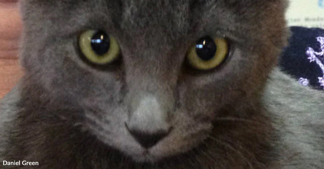 Close-up of a gray cat with yellow eyes and a white stripe down its nose staring directly at the camera.
