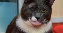 A gray and white tuxedo cat lounges on a red surface, gazing at the camera with amber eyes.