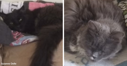 Split image of two cats resting: a black cat lying stretched out on a patterned blanket, and a gray long-haired cat curled up asleep on a soft surface.