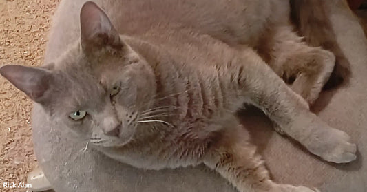 Elderly speckled brown dog tucked under blankets on a bed, resting head on a pillow in a cozy blue bedroom.