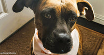 Brown and black dog wearing a white bandana sitting by a door, looking up at the camera.