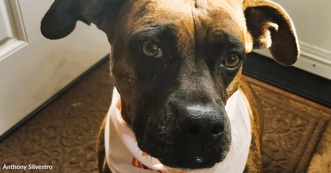 Brown and black dog wearing a white bandana sitting by a door, looking up at the camera.