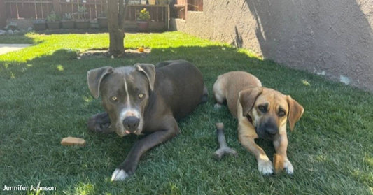 Woman Who Resents New High Maintenance Dog Has a Change of Heart