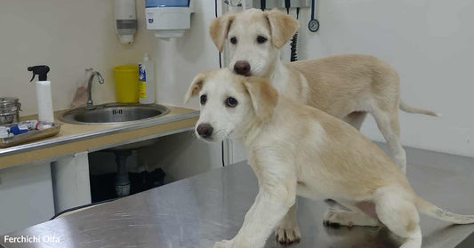 Two light-colored puppies stand on a veterinary exam table in a clinic room, looking alert toward the camera.