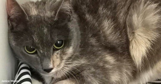 Gray and cream tortoiseshell cat curled up tightly on a black-and-white striped blanket in a corner.
