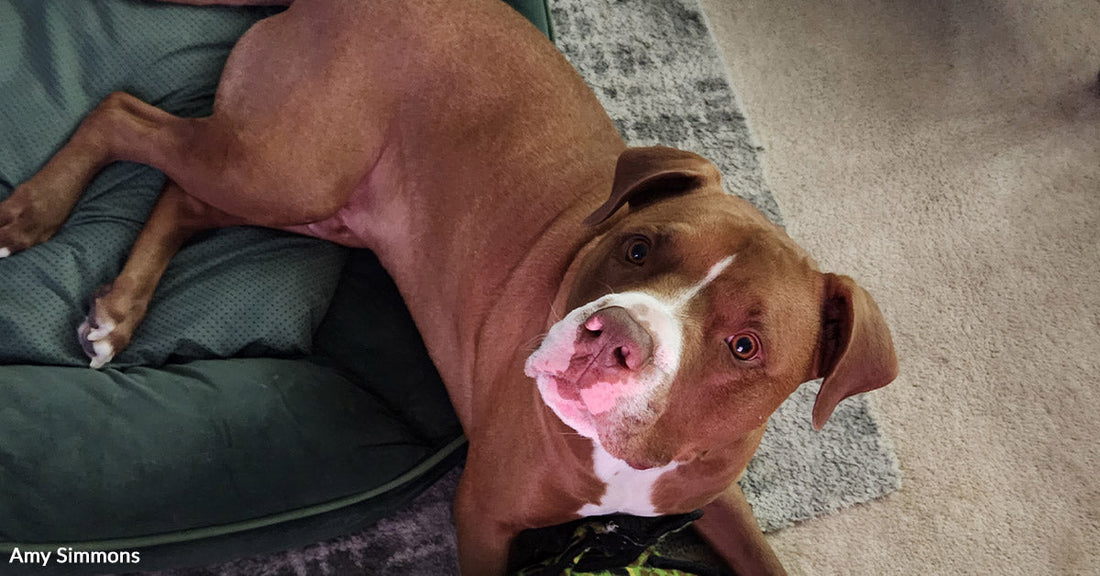 A brown and white pit bull mix lies in a green dog bed on a carpeted floor, looking up with soft, attentive eyes.