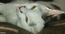 White and gray cat with yellow eyes lying on its side on a textured surface, gazing upward in a relaxed pose.