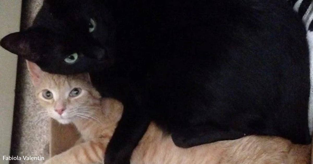Scaredy Cat Learns to Be Brave When She Makes New Kitten Friend